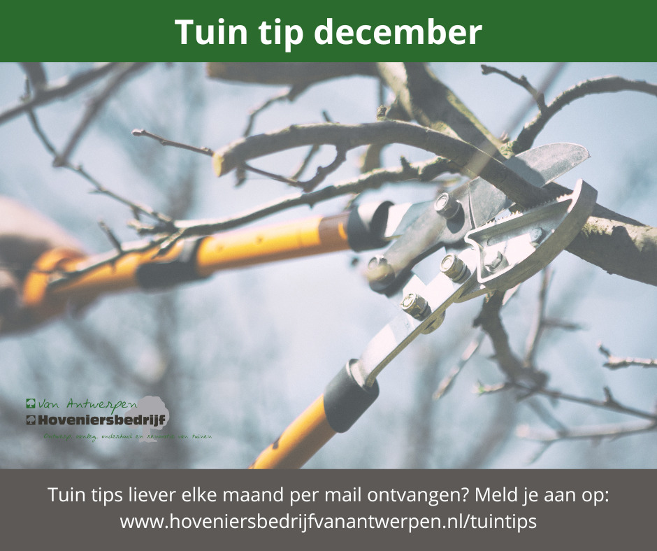 Tuin tip december: fruitbomen snoeien